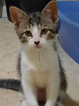 Domestic Short Hair Cats Available for Adoption in Wheaton, Illinois - Loonlet | PetCurious