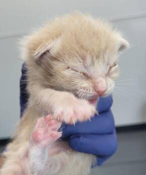 Pen 3 Flint -  Domestic Short Hair Cat for Adoption in Lawrenceville, Georgia - Pen 3 Flint | PetCurious