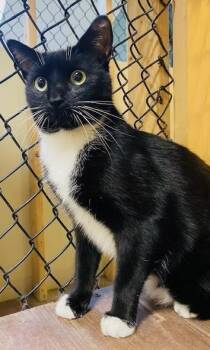 Rescue Domestic Short Hair Cats for Adoption in Beacon, New York - Alden | PetCurious