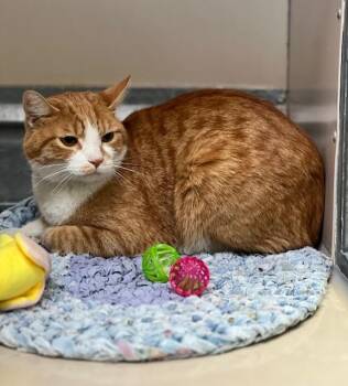 61727640 -  Domestic Short Hair Cat for Adoption in Elko, Nevada - 61727640 | PetCurious