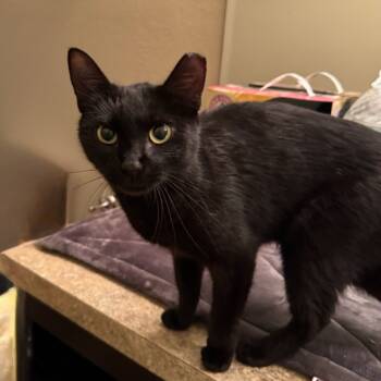 Rescue Domestic Short Hair Cats for Adoption in Lutz, Florida - Luna | PetCurious
