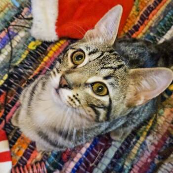 Frodo -  Domestic Short Hair Cat for Adoption in Des Moines, Iowa - Frodo | PetCurious