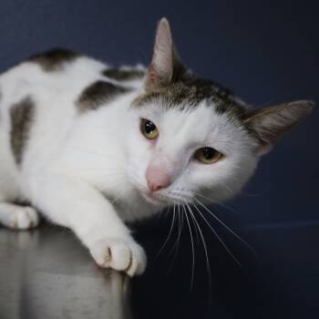 Rescue Domestic Short Hair Cats for Adoption in Lakeland, Florida - Belladonna | PetCurious