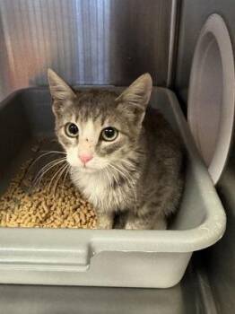 Jack -  Domestic Short Hair Cat for Adoption in Missoula, Montana - Jack | PetCurious