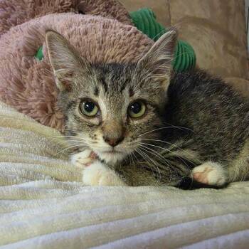 DAPPLE -  Domestic Medium Hair Cat for Adoption in Graham, Washington - DAPPLE | PetCurious
