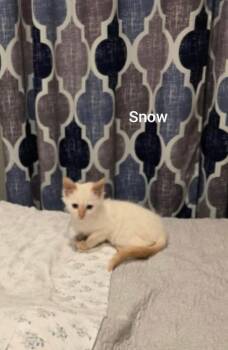 Snow ( Orlando Fl) HOPE Pet extra -  Siamese Cat for Adoption in Orlando, Florida - Snow ( Orlando Fl) HOPE Pet Extra | PetCurious