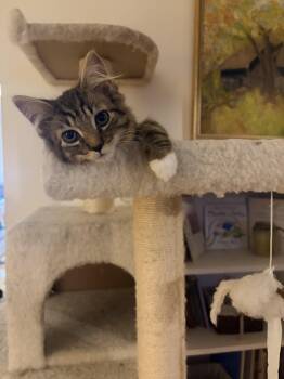 Franco -  Domestic Medium Hair Cat for Adoption in Morganton, North Carolina - Franco | PetCurious