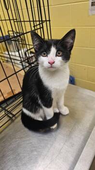 Domestic Short Hair Cats Available for Adoption in Crossville, Tennessee - Cookies N Cream Bar | PetCurious
