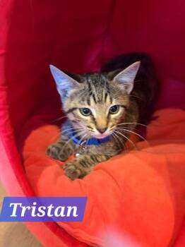 Tristan -  Domestic Short Hair Cat for Adoption in Ruskin, Florida - Tristan | PetCurious