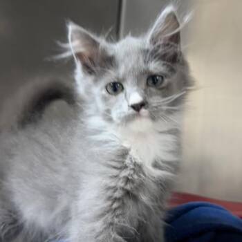 Harry -  Domestic Medium Hair Cat for Adoption in Newport, North Carolina - Harry | PetCurious