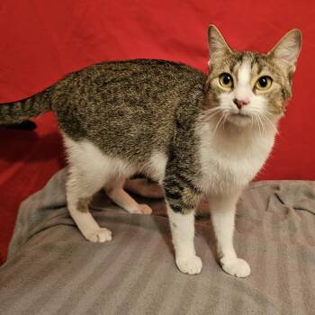 American Shorthair Cats Available for Adoption - Maisey | PetCurious