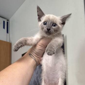 Mullet -  Domestic Long Hair Cat for Adoption in Kansas City, Missouri - Mullet | PetCurious