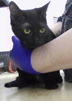 Rescue Domestic Short Hair Cats for Adoption in Dayton, Minnesota - Samba | PetCurious