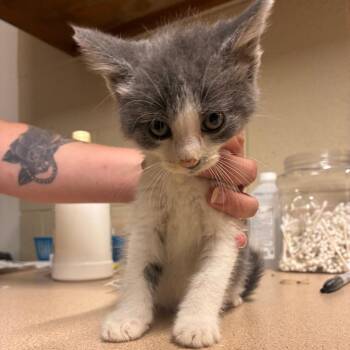 Witness -  Domestic Short Hair Cat for Adoption - Witness | PetCurious
