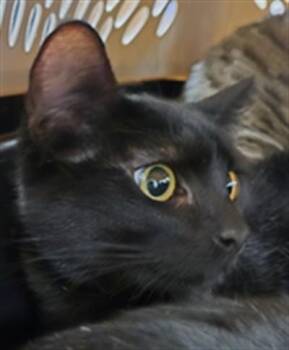 Rescue Domestic Short Hair Cats for Adoption in Plano, Texas - Ursula A214363 | PetCurious