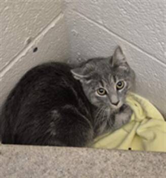 Domestic Short Hair Cats Available for Adoption in Hagerstown, Maryland - HARMONY | PetCurious