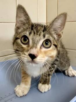 Princess -  Domestic Short Hair Cat for Adoption in San Antonio, Texas - Princess | PetCurious