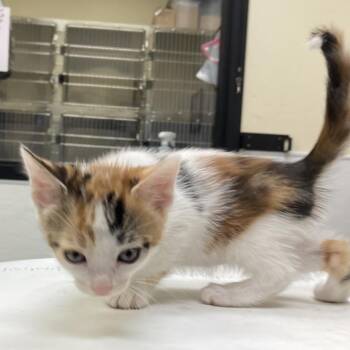 Jayco -  Domestic Short Hair Cat for Adoption in Galveston, Texas - Jayco | PetCurious
