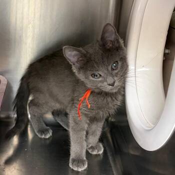 Trevor -  Domestic Short Hair Cat for Adoption in Mentor, Ohio - Trevor | PetCurious