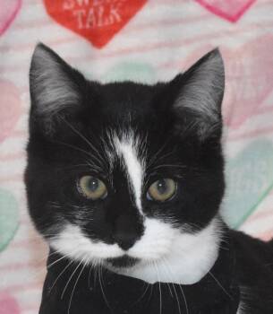 Domestic Short Hair Cats Available for Adoption - Arrow | PetCurious