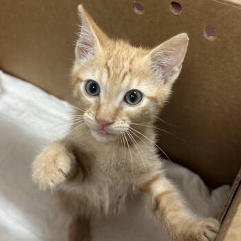 Kirby -  Domestic Short Hair Cat for Adoption in Edinburg, Texas - Kirby | PetCurious