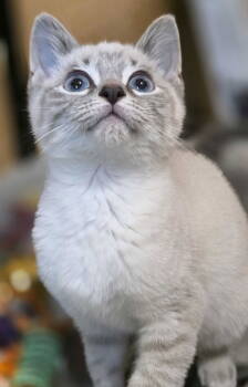 Rescue Domestic Short Hair Cats for Adoption in Rowlett, Texas - Dante | PetCurious