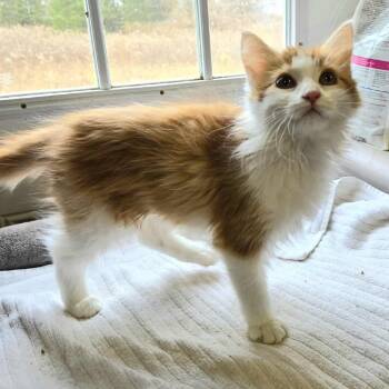 Rescue Domestic Short Hair Cats for Adoption in Park Falls, Wisconsin - Toffee | PetCurious