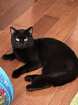 Licorice -  Domestic Short Hair Cat for Adoption in East Brunswick, New Jersey - Licorice | PetCurious