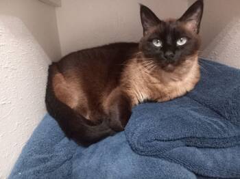 Rescue Siamese Cats for Adoption in Wedgefield, South Carolina - Meko | PetCurious