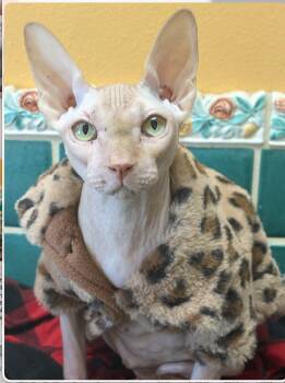 Sphynx Hairless Cat Cats Available for Adoption - Ophelia *courtesy Post | PetCurious