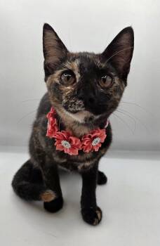 Tippy Toe -  Domestic Short Hair and Tortoiseshell Cat for Adoption in Attalla, Alabama - Tippy Toe | PetCurious