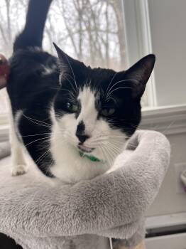 Domestic Short Hair Cats Available for Adoption in Albany, New York - Freckles | PetCurious