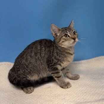 Froggie -  Domestic Short Hair Cat for Adoption in San Antonio, Texas - Froggie | PetCurious