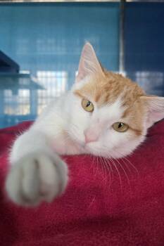 Domestic Short Hair Cats Available for Adoption - Ernie | PetCurious