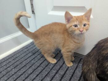 Rescue Domestic Short Hair Cats for Adoption in Plymouth, Michigan - Parsnip | PetCurious