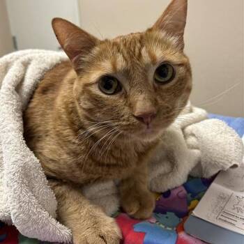 Howdy -  Domestic Short Hair Cat for Adoption in Tempe, Arizona - Howdy | PetCurious