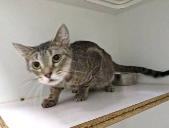 Domestic Short Hair Cats Available for Adoption in Oklahoma City, Oklahoma - A472620 | PetCurious