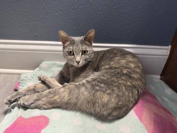 Aurora -  Torbie Cat for Adoption in Wimauma, Florida - Aurora | PetCurious