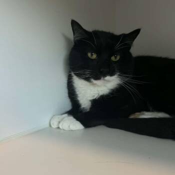 Charmer -  American Shorthair Cat for Adoption in Bethel, Connecticut - Charmer | PetCurious