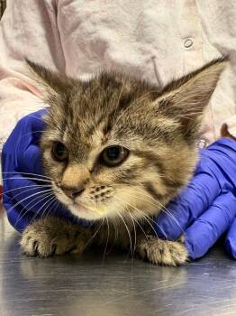 Fauna -  Domestic Short Hair Cat for Adoption in Fall River, Massachusetts - Fauna | PetCurious