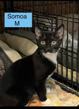 Samoa -  Domestic Short Hair Cat for Adoption in Sneads Ferry, North Carolina - Samoa | PetCurious