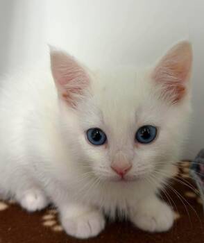 Darya -  Domestic Short Hair Cat for Adoption in Othello, Washington - Darya | PetCurious