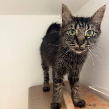 Ruffles -  Domestic Short Hair Cat for Adoption in Philadelphia, Pennsylvania - Ruffles | PetCurious