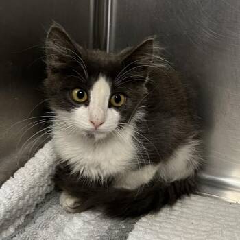 Georgie -  Domestic Short Hair Cat for Adoption in Palm Springs, California - Georgie | PetCurious