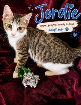 Jordie -  Domestic Short Hair Cat for Adoption in North Richland Hills, Texas - Jordie | PetCurious