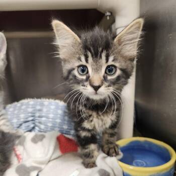 Titanium -  Domestic Short Hair Cat for Adoption in Fort Wayne, Indiana - Titanium | PetCurious