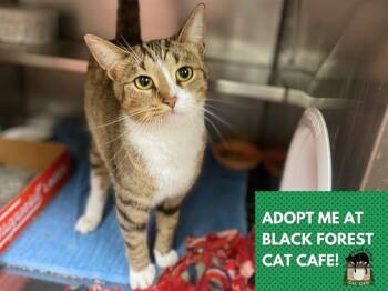 Rescue Domestic Short Hair Cats for Adoption in Fort Wayne, Indiana - JAYCEE | PetCurious