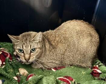 Domestic Short Hair Cats Available for Adoption in Kalamazoo, Michigan - SOCKS | PetCurious
