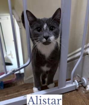 Rescue Domestic Short Hair Cats for Adoption in Berkeley Springs, West Virginia - Alistar | PetCurious