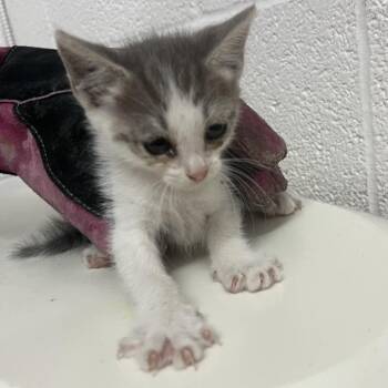 Brush -  Domestic Short Hair Cat for Adoption in Edinburg, Texas - Brush | PetCurious